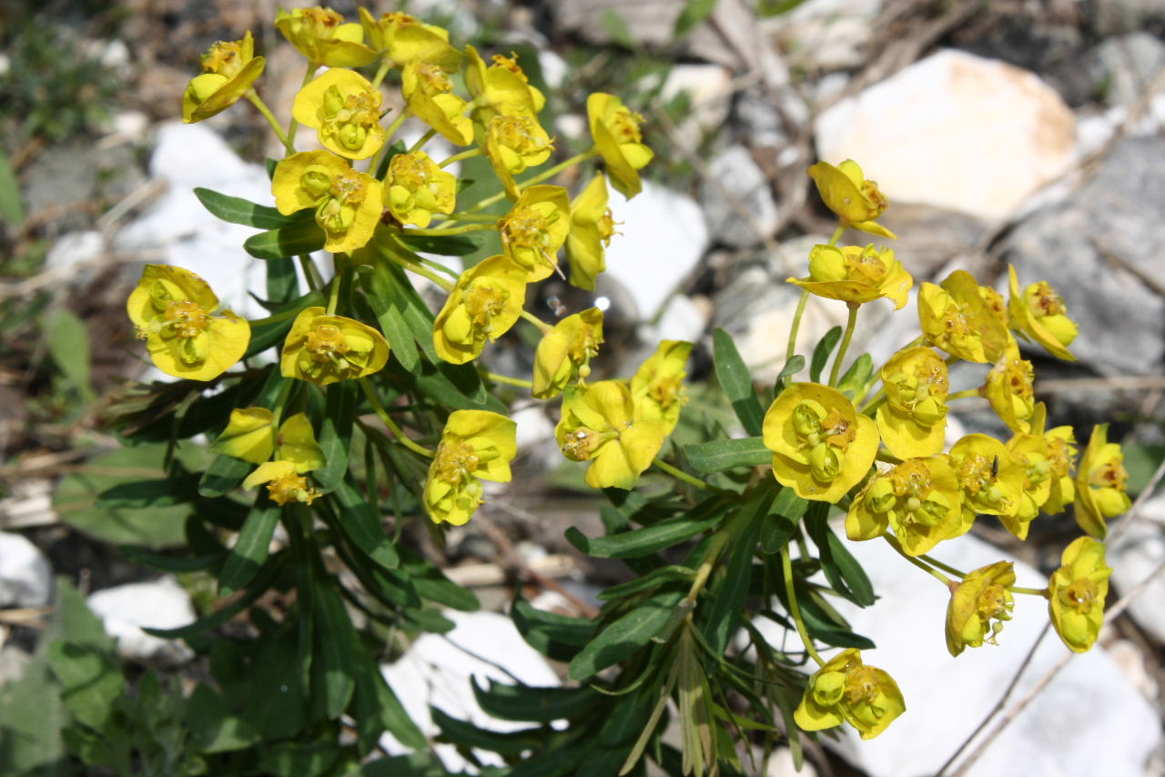 Euphorbia cyparissias